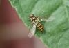 Episyrphus balteatus